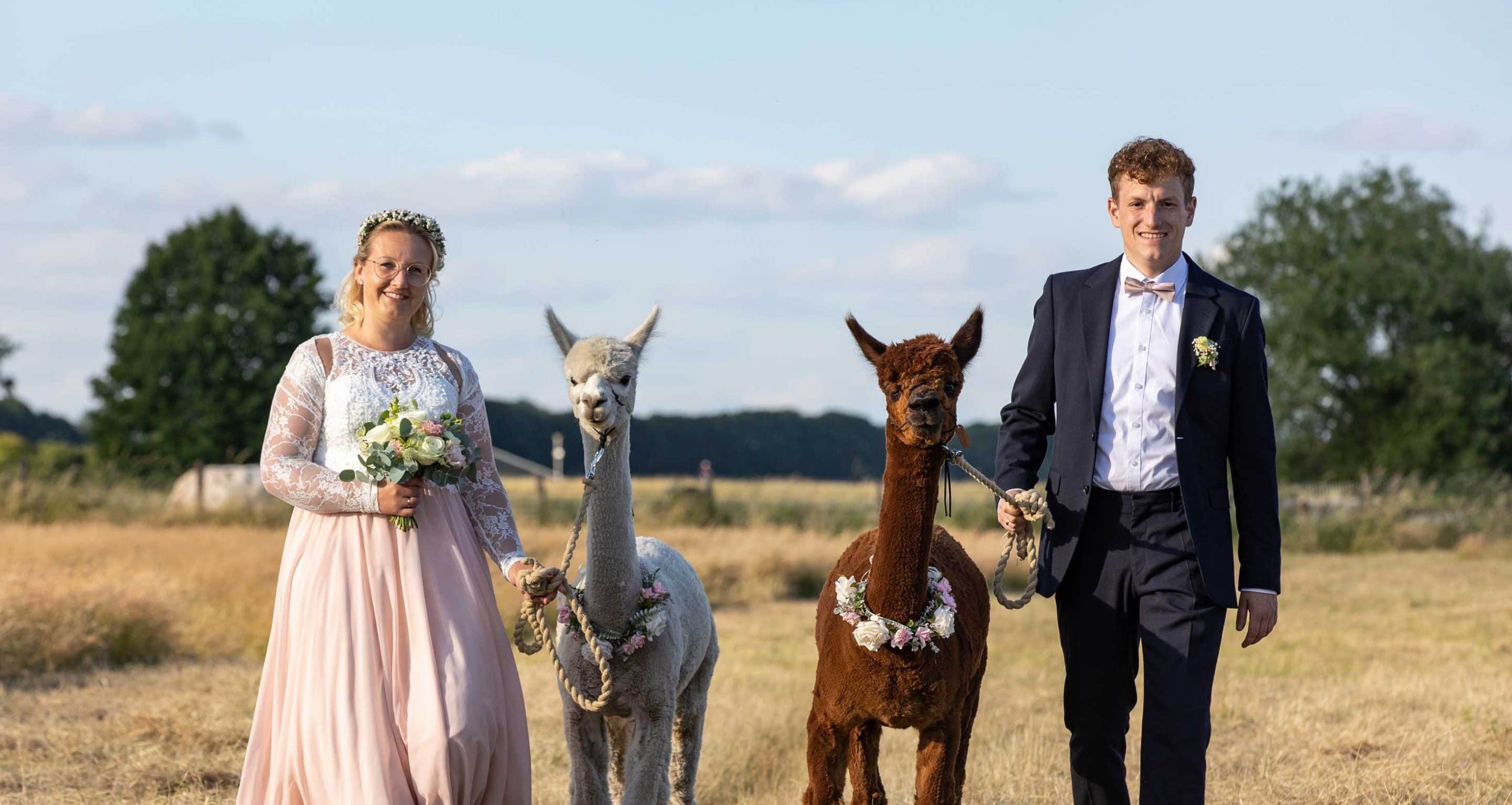 Happy Wedding with Alpacas